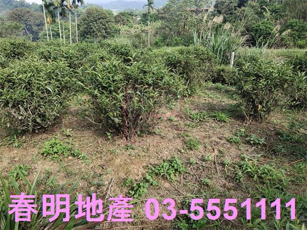 新竹北埔殯葬用地-2