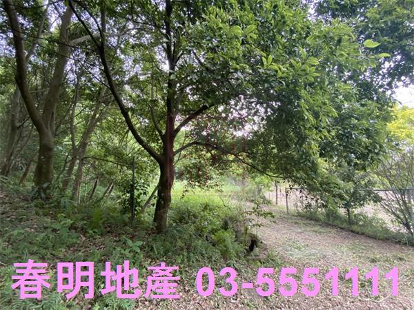 橫山農地-3