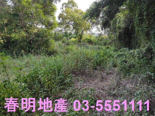 新埔農地-6