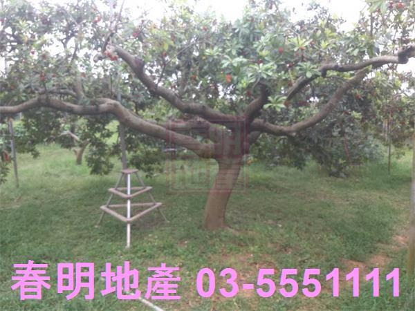 新竹湖口農地-10