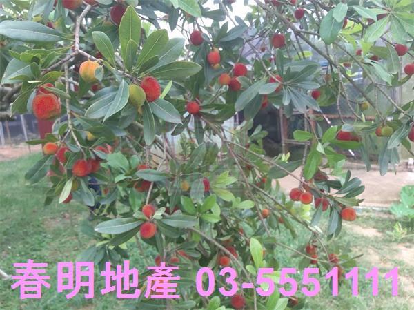 新竹湖口農地-4