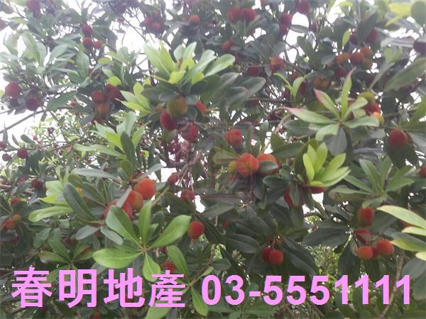 新竹湖口農地-5