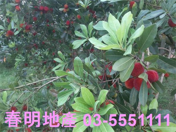 新竹湖口農地-6