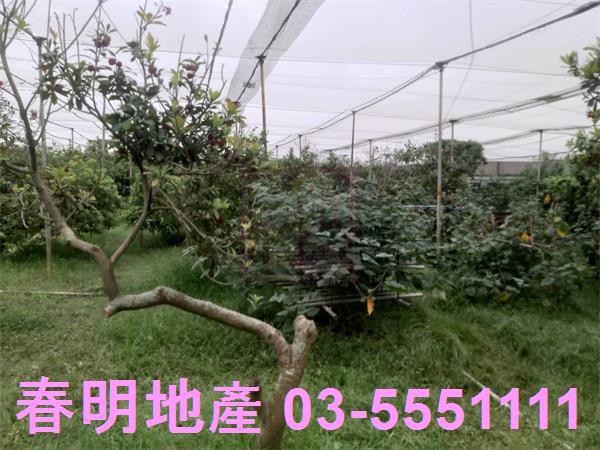 新竹湖口農地-8