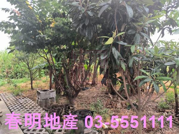 竹北農地-6