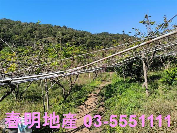 新竹新埔農地-0