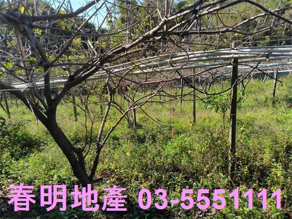 新竹新埔農地-2