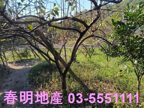 新竹新埔農地-3