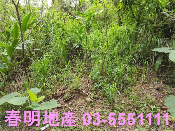 新竹農地-6