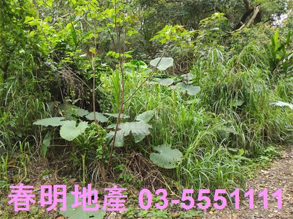 新竹農地-8