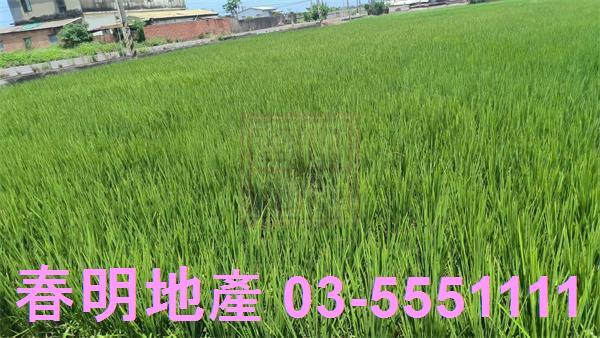 新豐農地-2