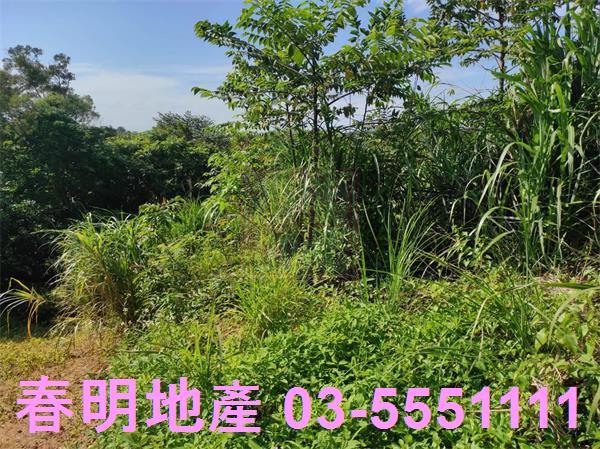 新竹竹東農地-3