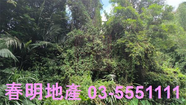 新竹竹東林地-3