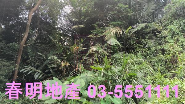 新竹竹東林地-4