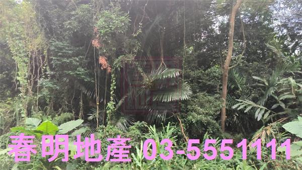 關西農地-5