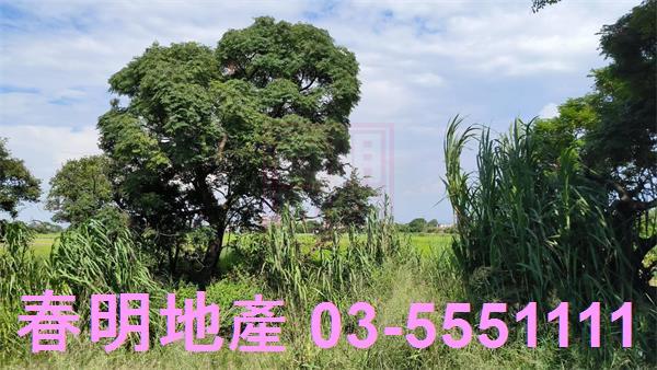 新豐農地-1