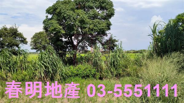 新豐農地-3
