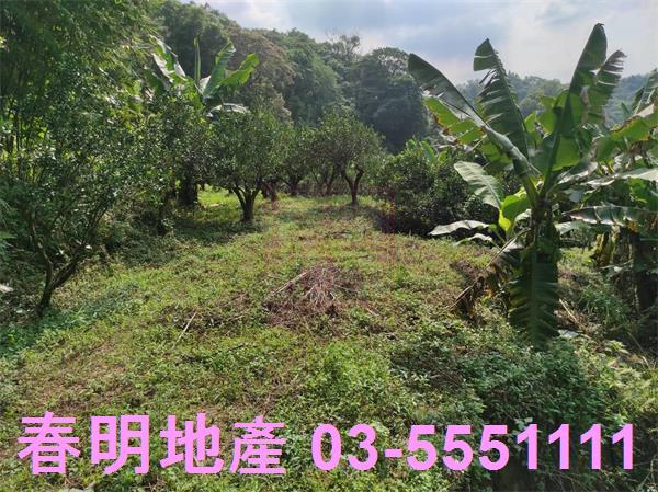 橫山農地-4