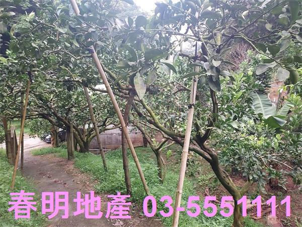 新竹芎林農地-4