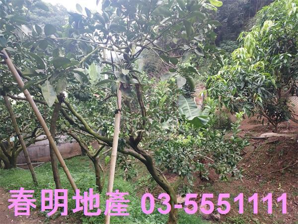 新竹芎林農地-5