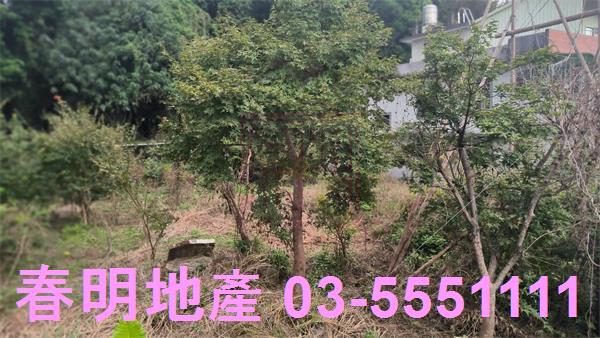 新竹關西建地-9