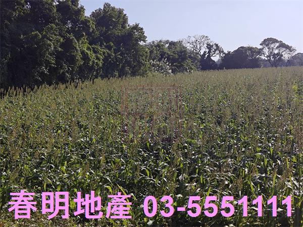 新竹新豐農地-5