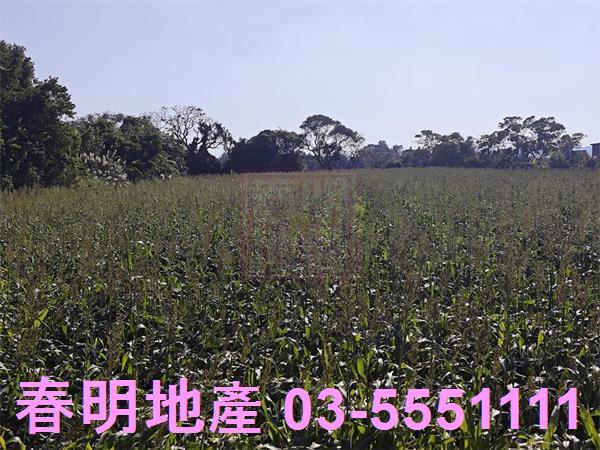 新竹新豐農地-6
