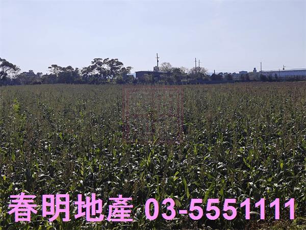 新竹新豐農地-7