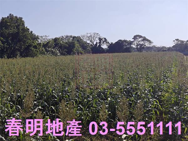新竹新豐農地-8