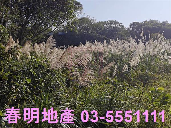 湖口農地-3