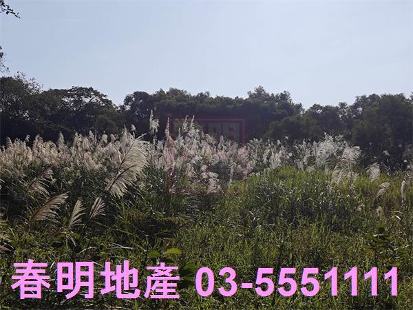 湖口農地-4