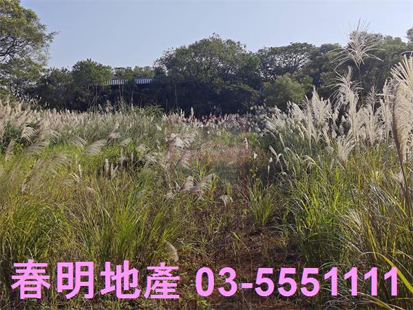 湖口農地-6
