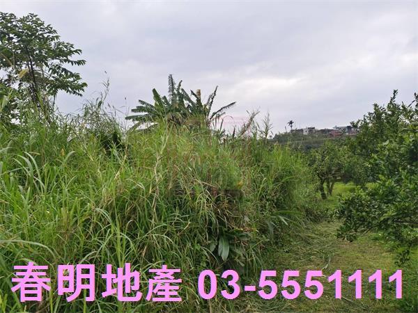 峨眉農地-8