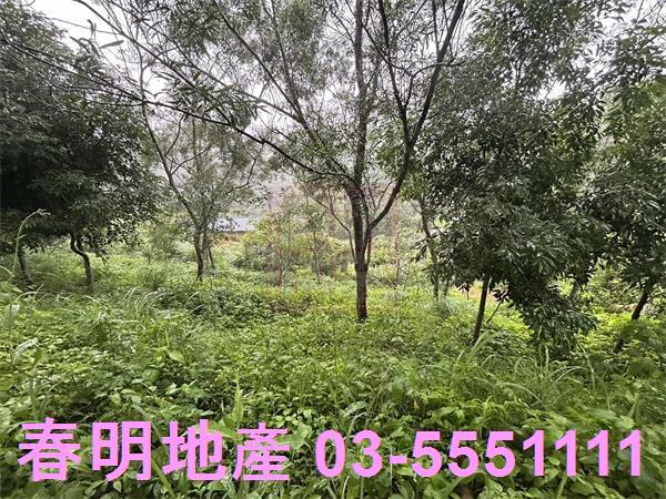 新竹寶山林地-7