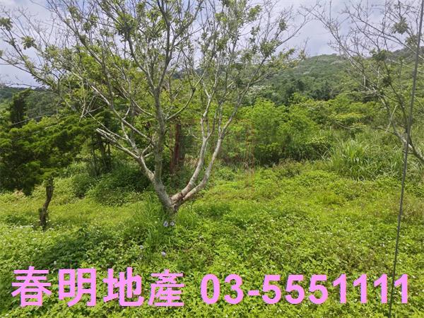 湖口農地-7
