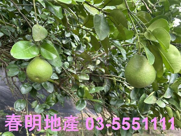 峨眉農地-8