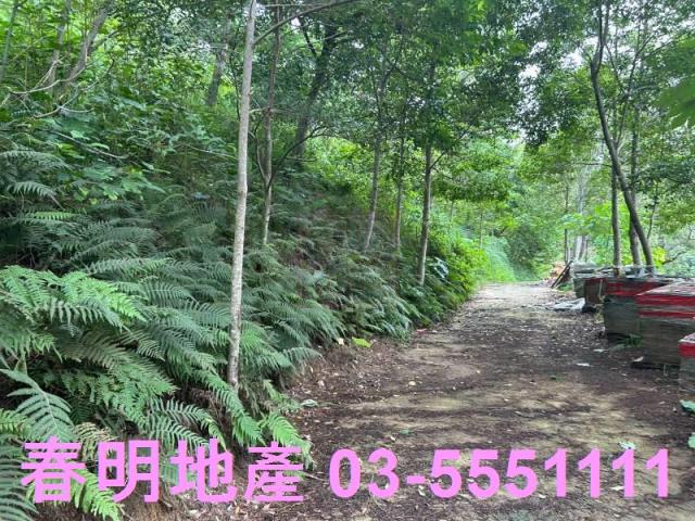 新竹林地-10