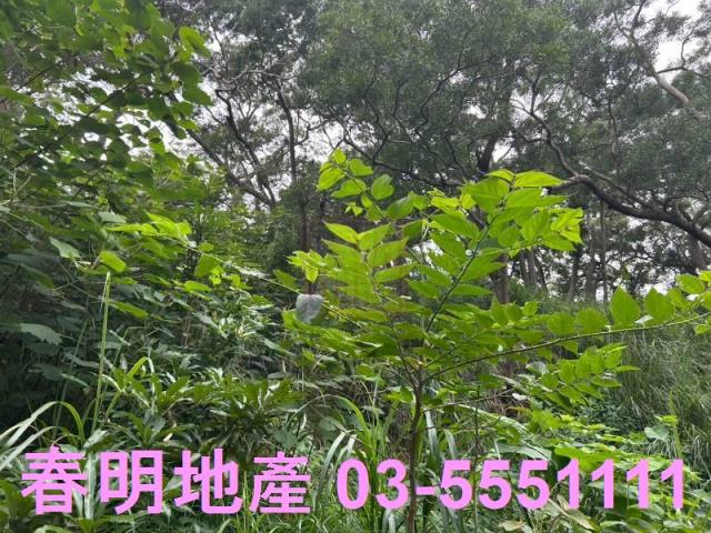 新竹林地-11