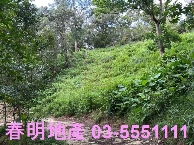 新竹林地-0