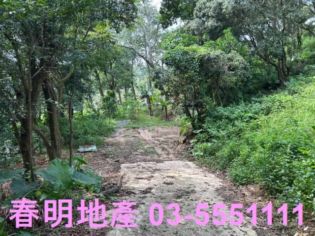 新竹林地-1