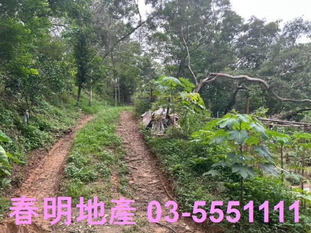 新竹林地-4