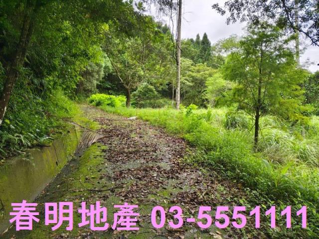 苗栗南庄林地-9