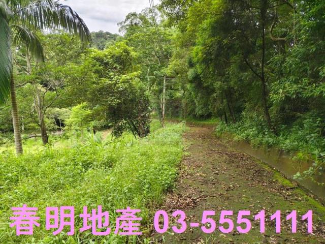 苗栗南庄林地-10