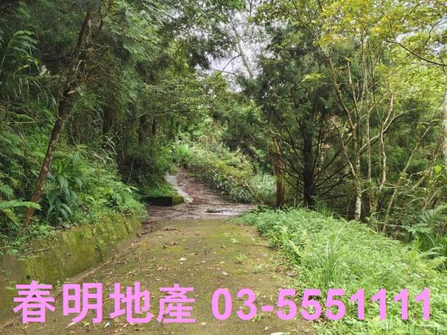 苗栗南庄林地-12