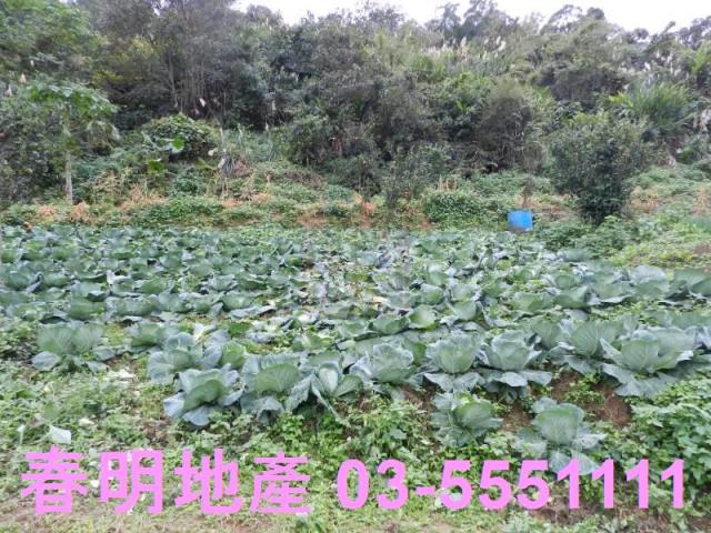 新竹農地-11