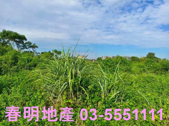 新竹新豐農地-4
