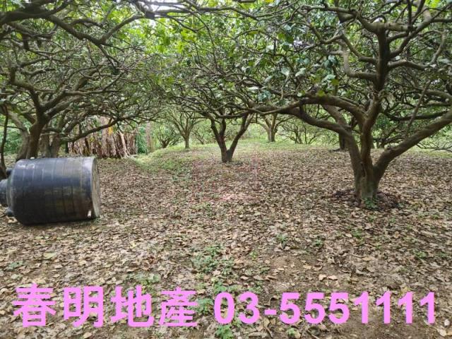 頭份農地-9