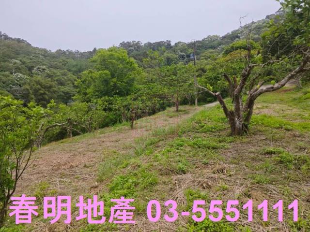 頭份農地-7